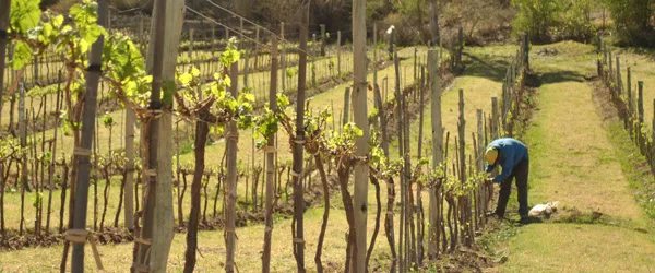 Viñedo