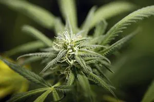 cannabis