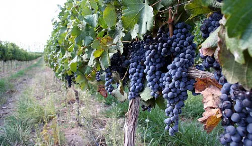 uvas malbec