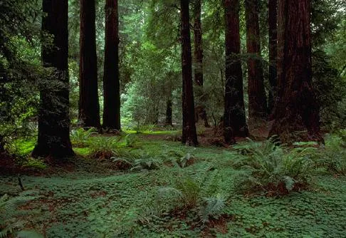 bosque
