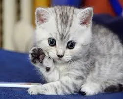 felino