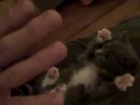 gatito