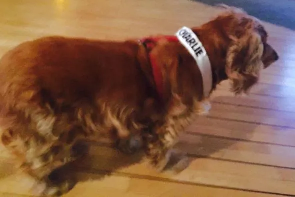 lila-sobrevivio-al-ataque-a_590x395