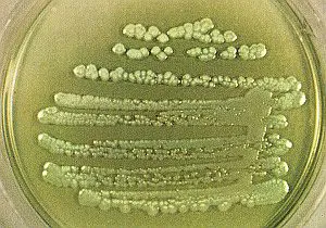 bacteria