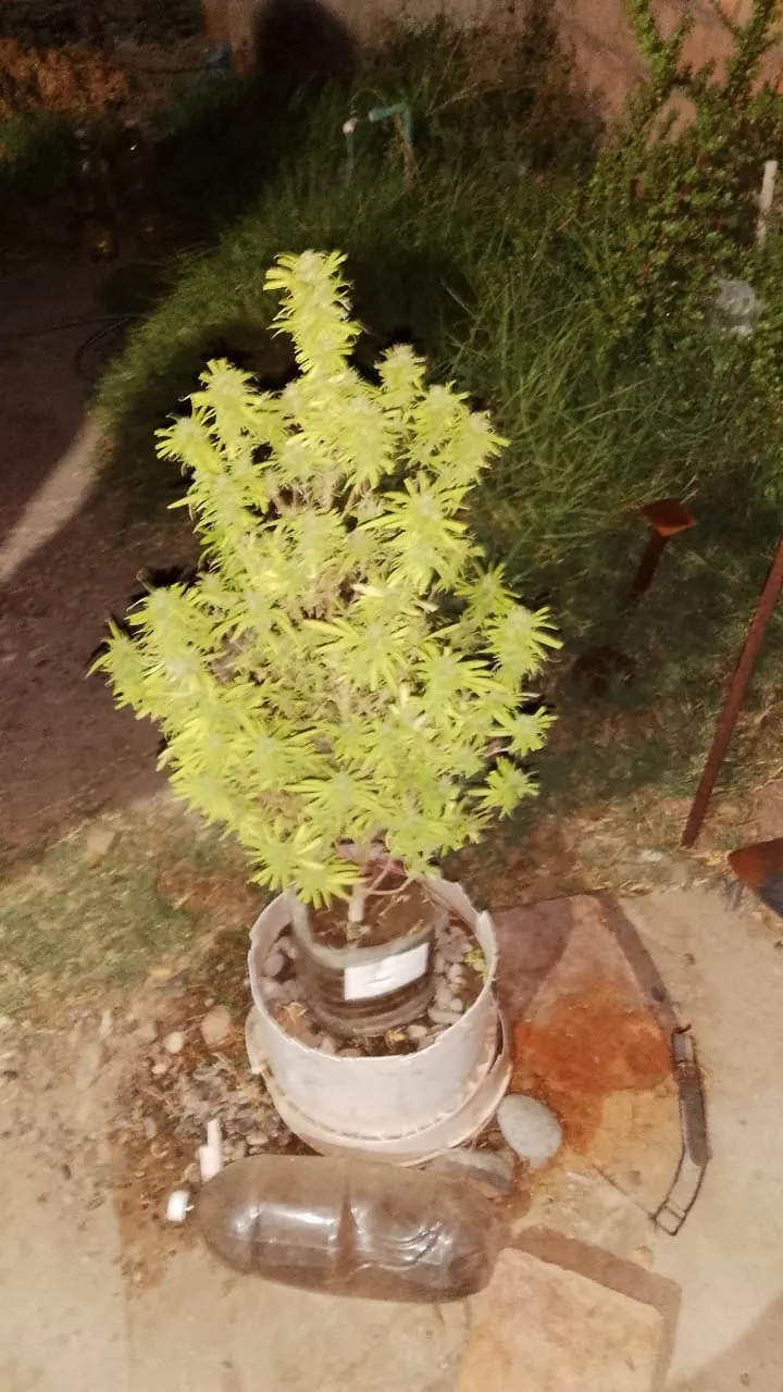 WhatsApp Image 2025-04-01 at 09.23.18