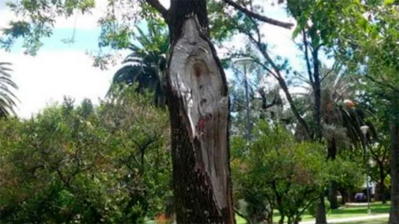 árbol vírgen