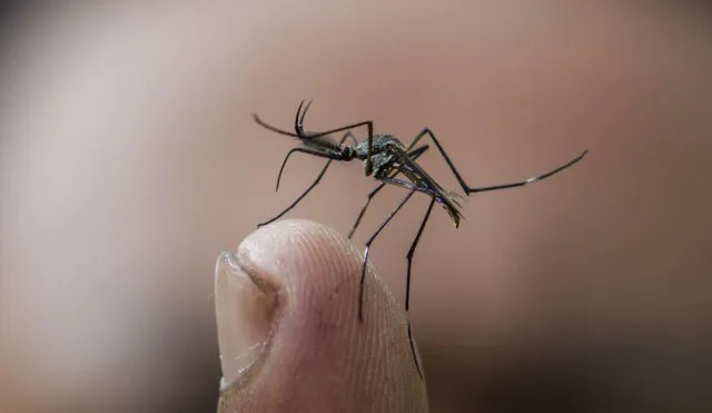 mosquitos