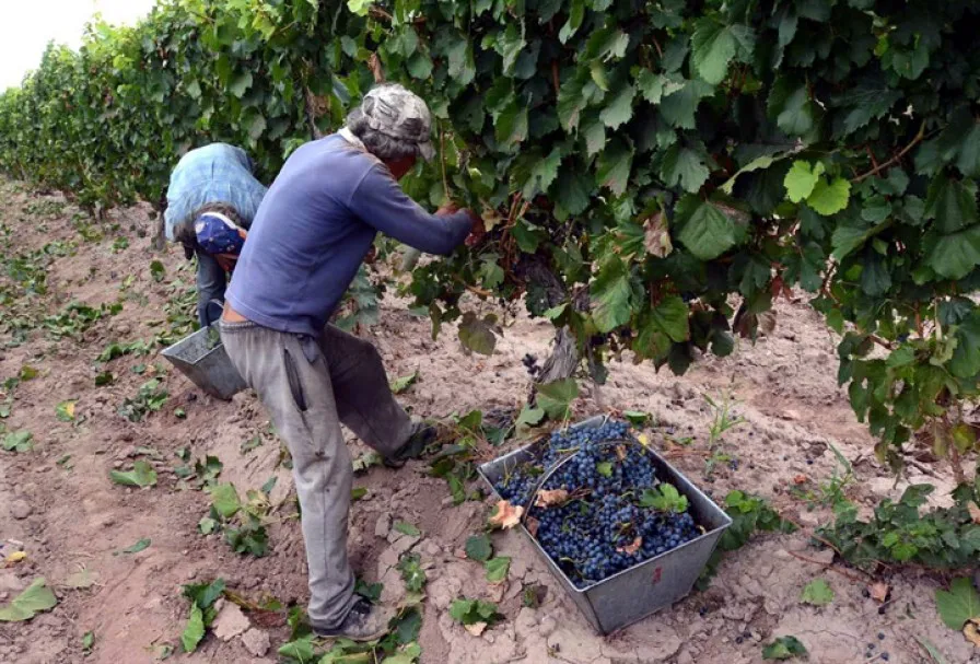 COSECHA DE UVA-PRESOS