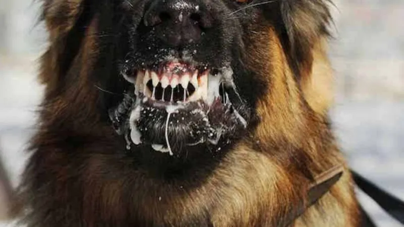 Perro rabia