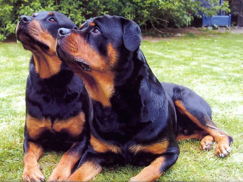 perro