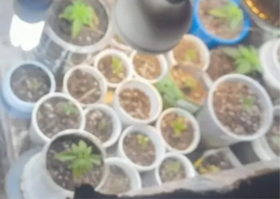 Marihuana