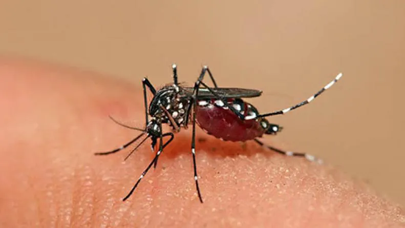 Dengue