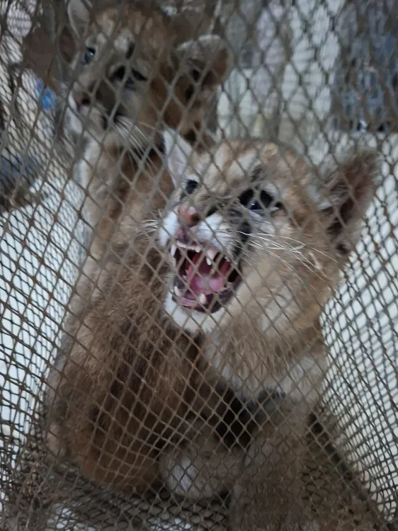 Pumas cachorros 1