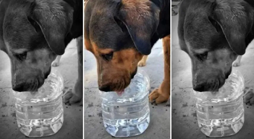Perro callejero agua