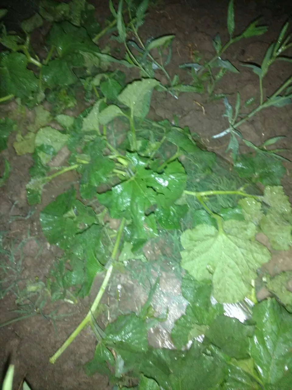 melones