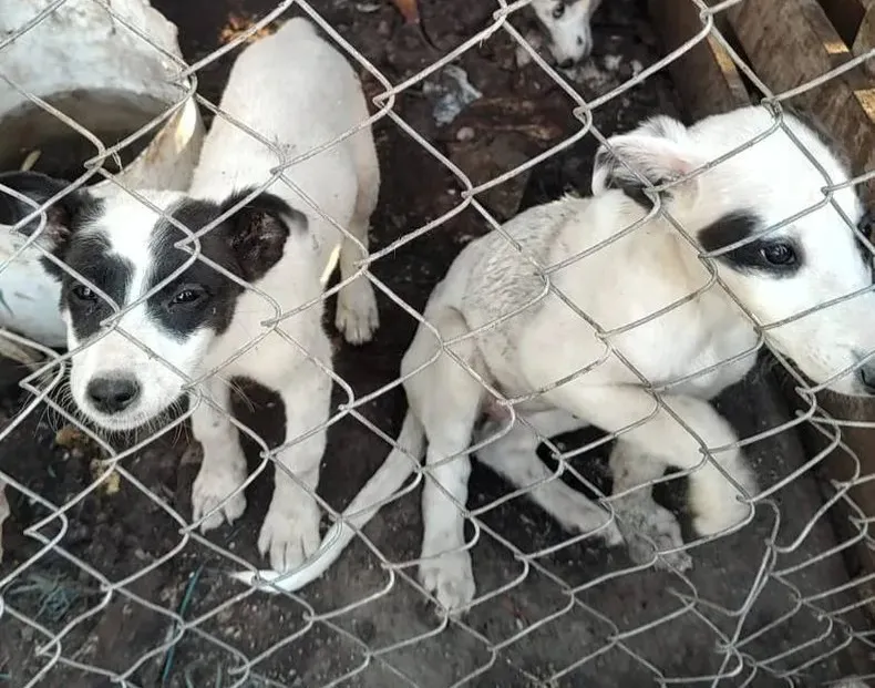 Perritos