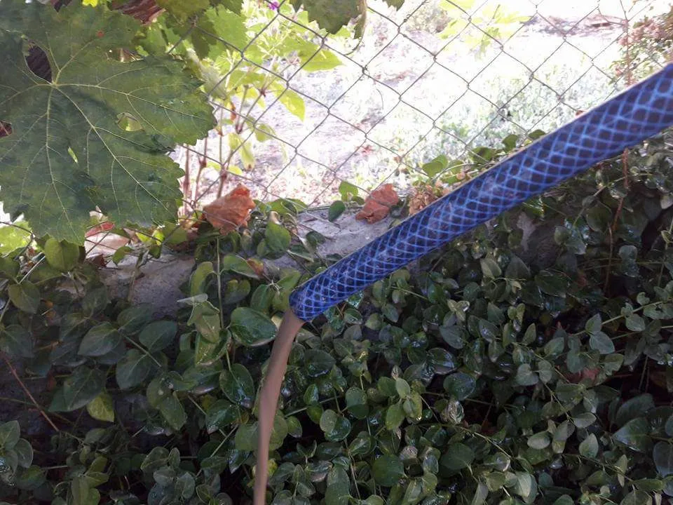 agua marron las flores iglesia (6)