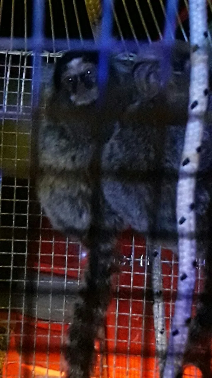 monos titi (1)