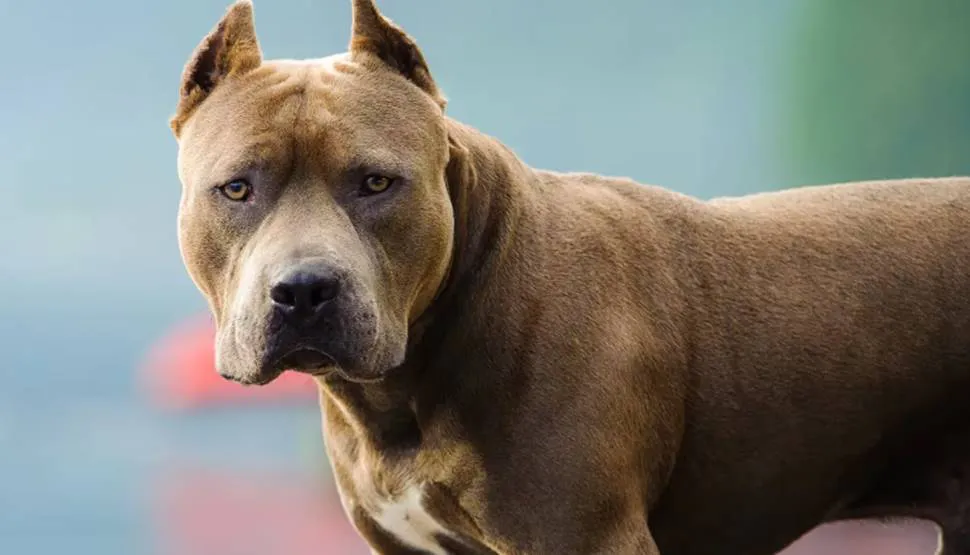 Pitbull