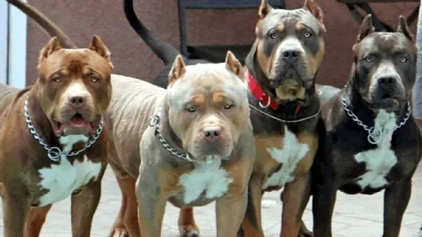 pitbull
