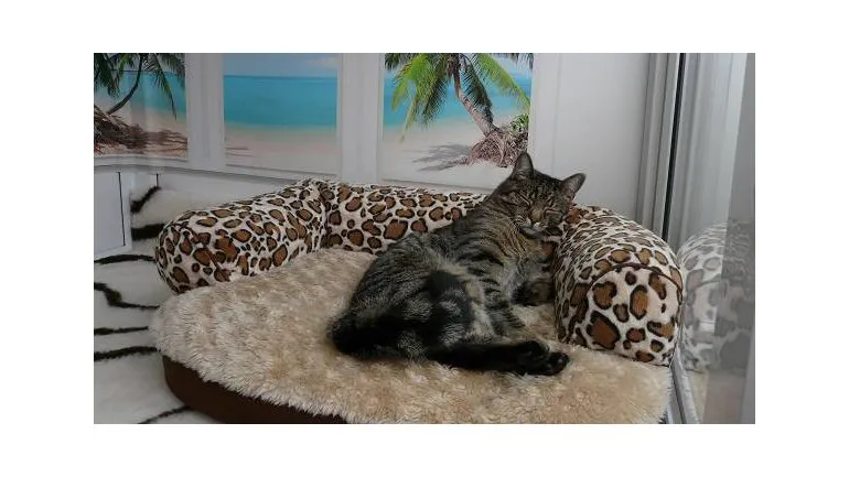 hotel.gato