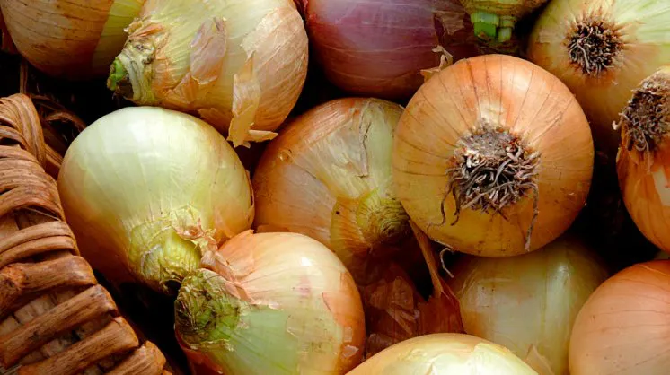cebollas