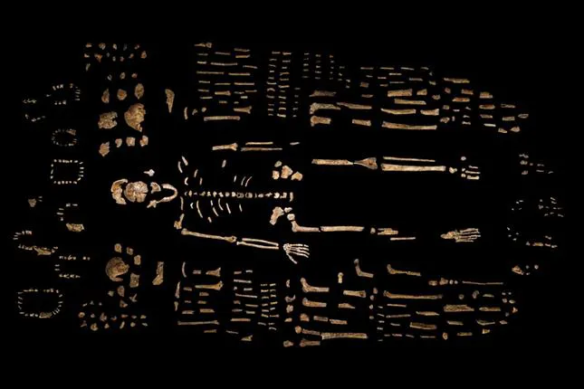-homo-naledi-