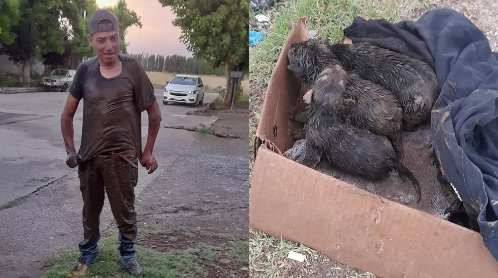 heroe de perritos