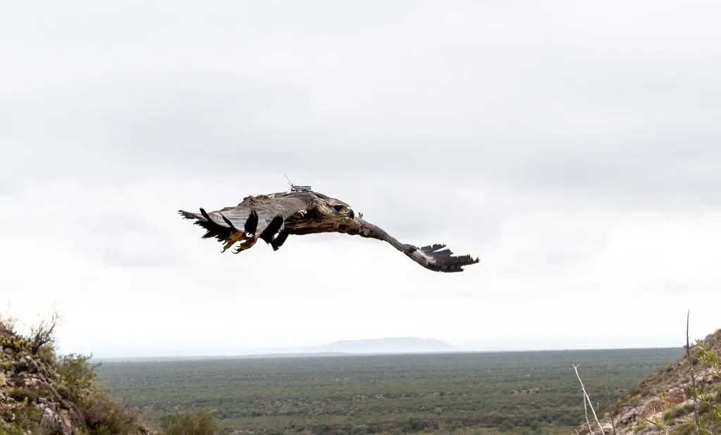 54371033628_6d5c1b1e80_b