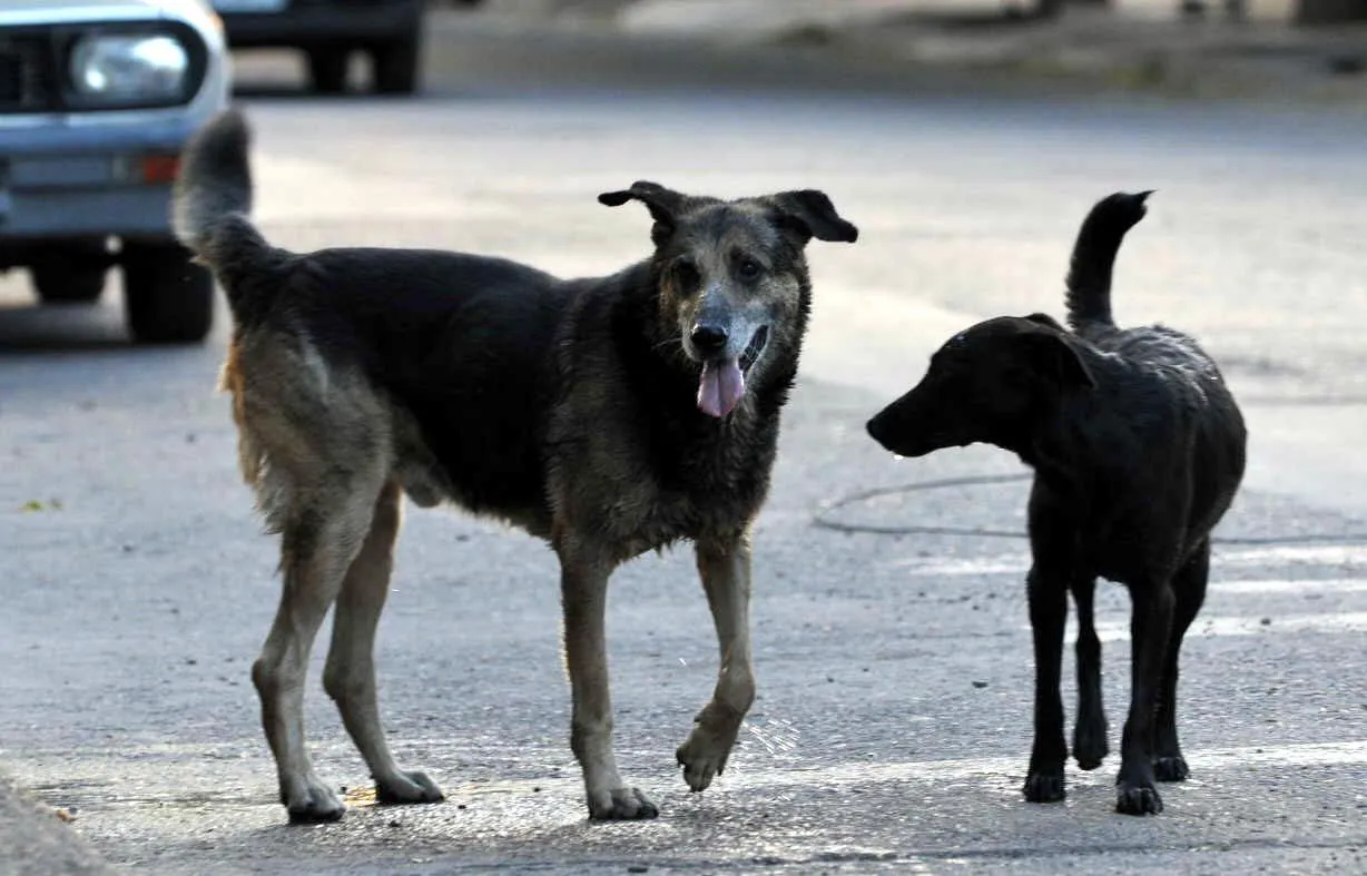 perro
