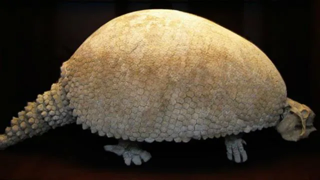 gliptodonte