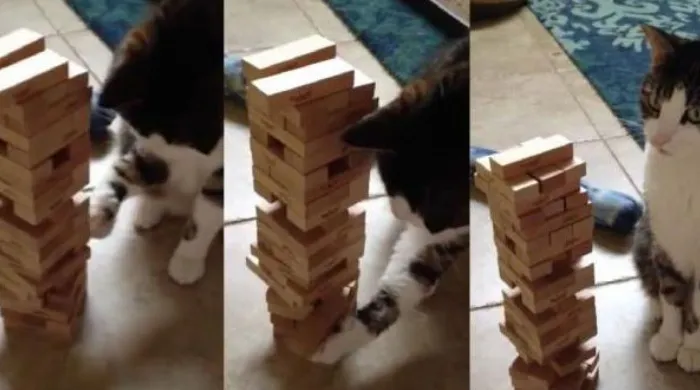 gatio jenga