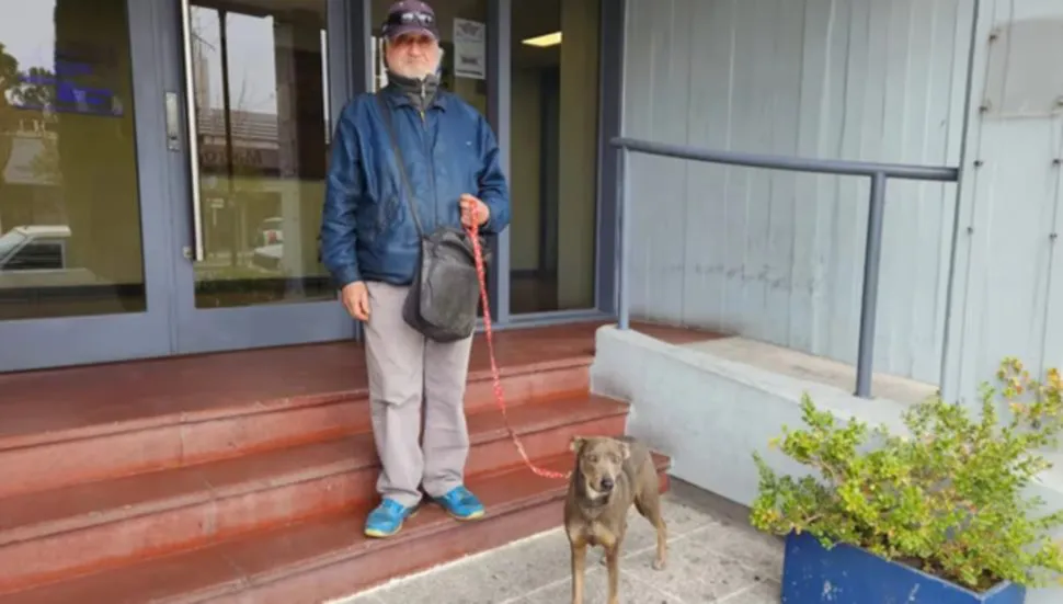 Anciano perro jubilado