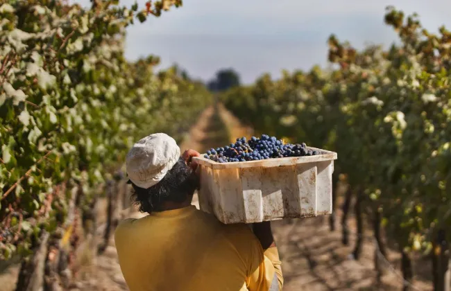 bolsa-de-trabajo-vinedos-Chile