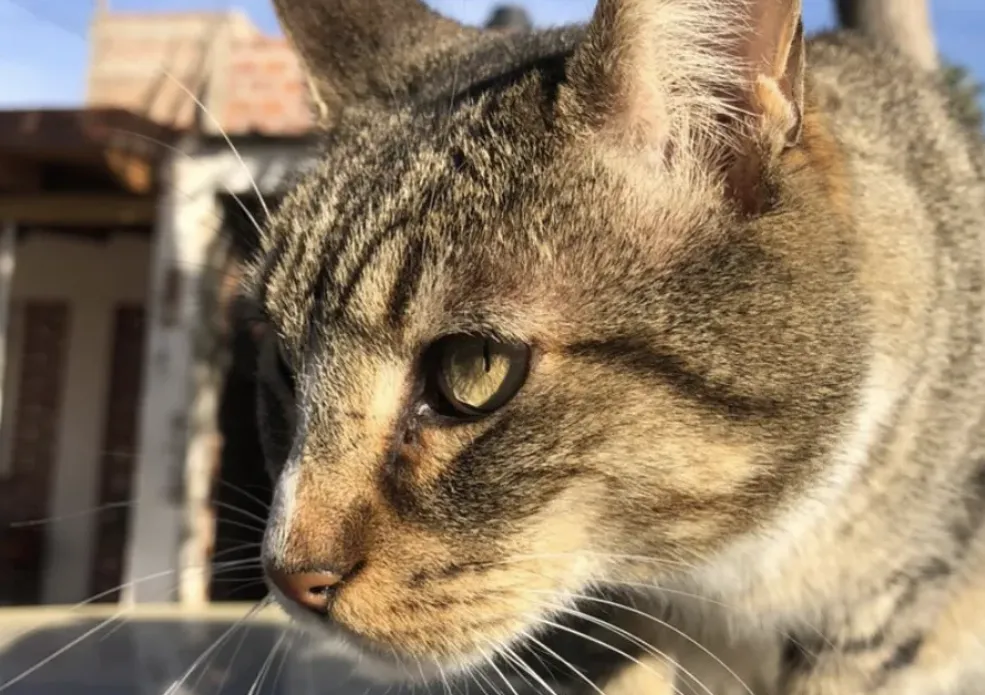 Captura de pantalla 2025-01-24 a la(s) 11.51.55 a. m.