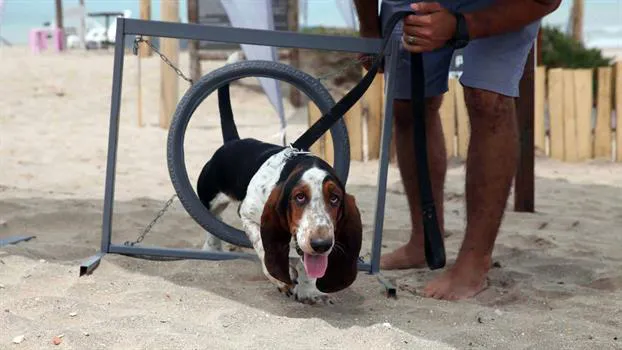 playa perros