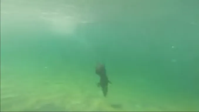 perro buceo 