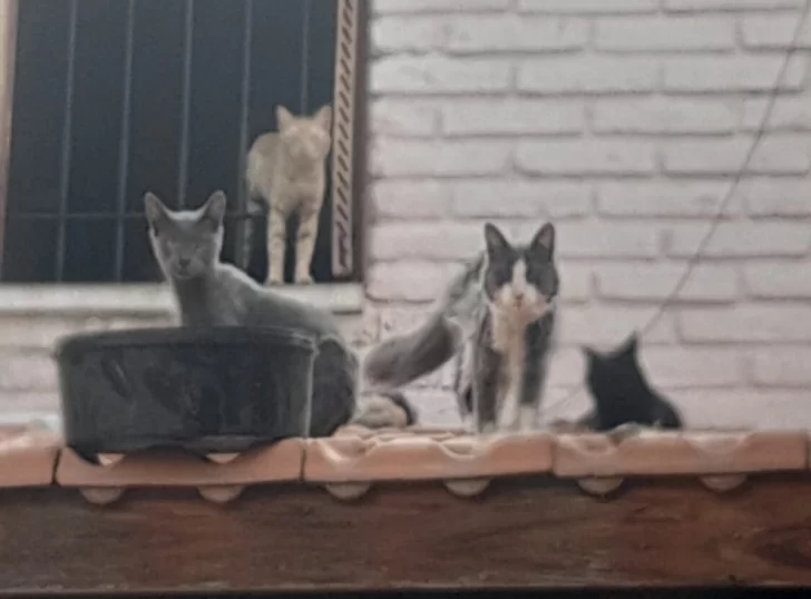 gatos-rivadavia2025-728x538