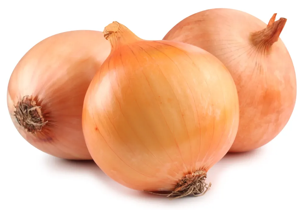 cebolla