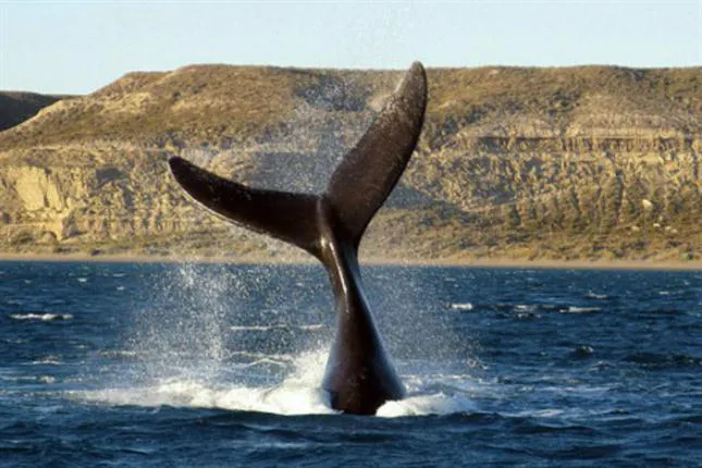 ballenas