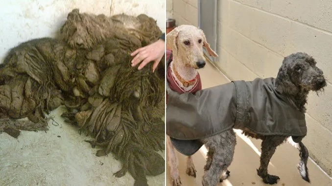 perros abandonados