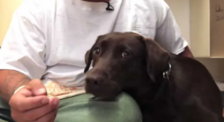 Perrita