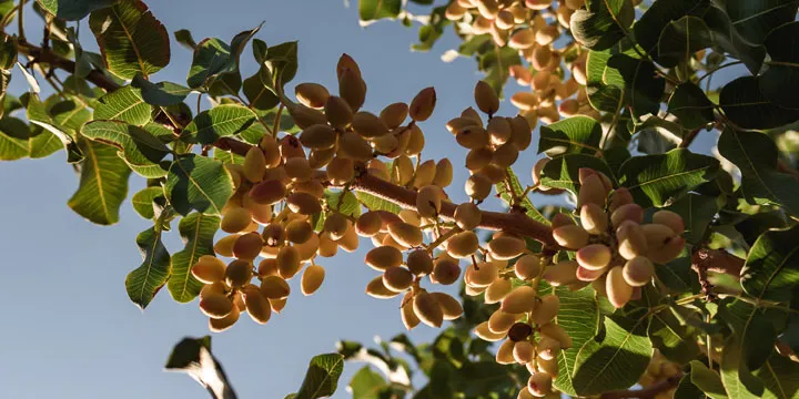 pistachos