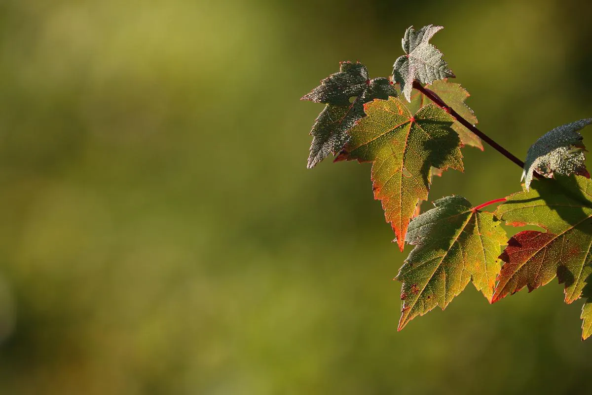 Enfoque_Automatico_11