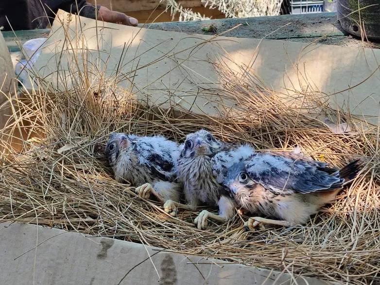 Pichones de Halcón