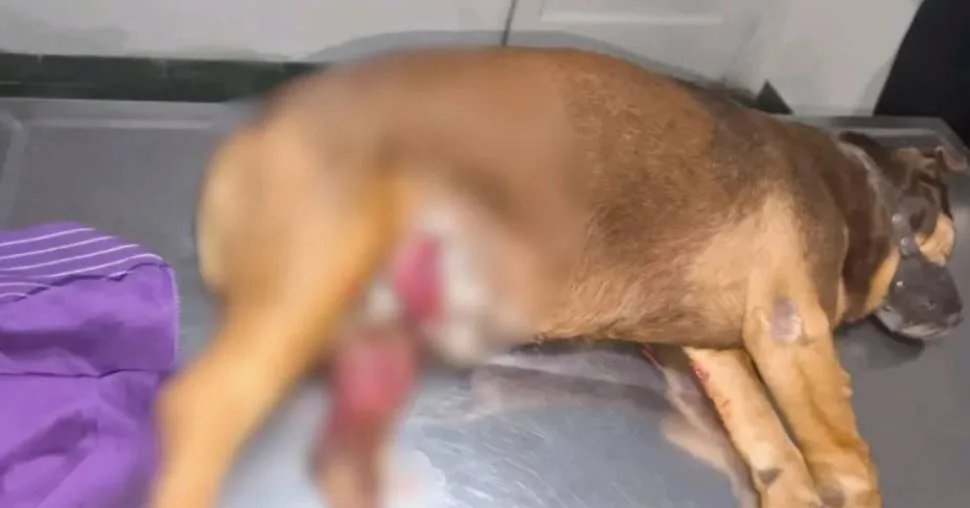 Perro herido