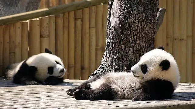 pandas