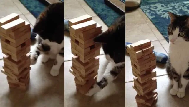 gato