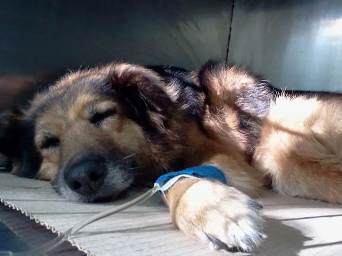 urgencias-veterinarias_2