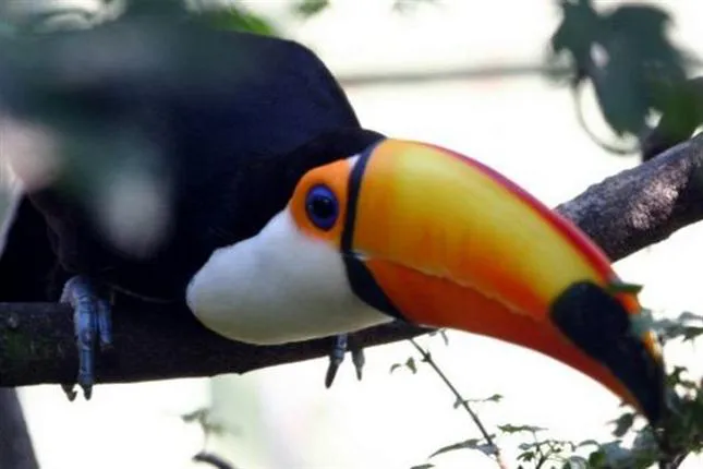 tucan